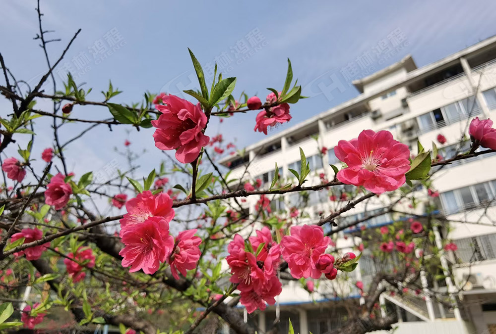 桂林鴻程花團(tuán)錦簇，滿園春色，邀您一起共賞春景，共商大計(jì)！